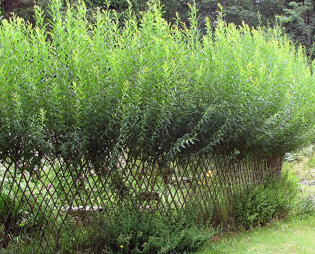 Фото: https://www.pinterest.com/pin/living-fence--150448443776461969/
