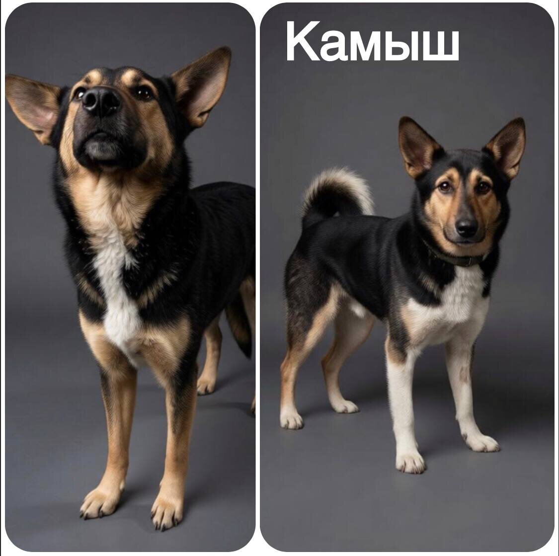 Гиперласковый Камыш