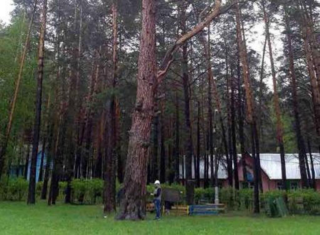    Фото: сайт rosdrevo.ru