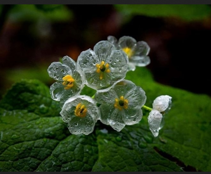 Diphylleia gray в мокром виде. Фото из открытого источника в Яндексе