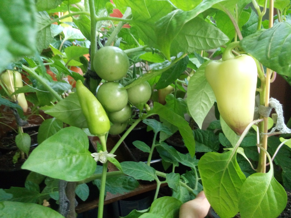-2