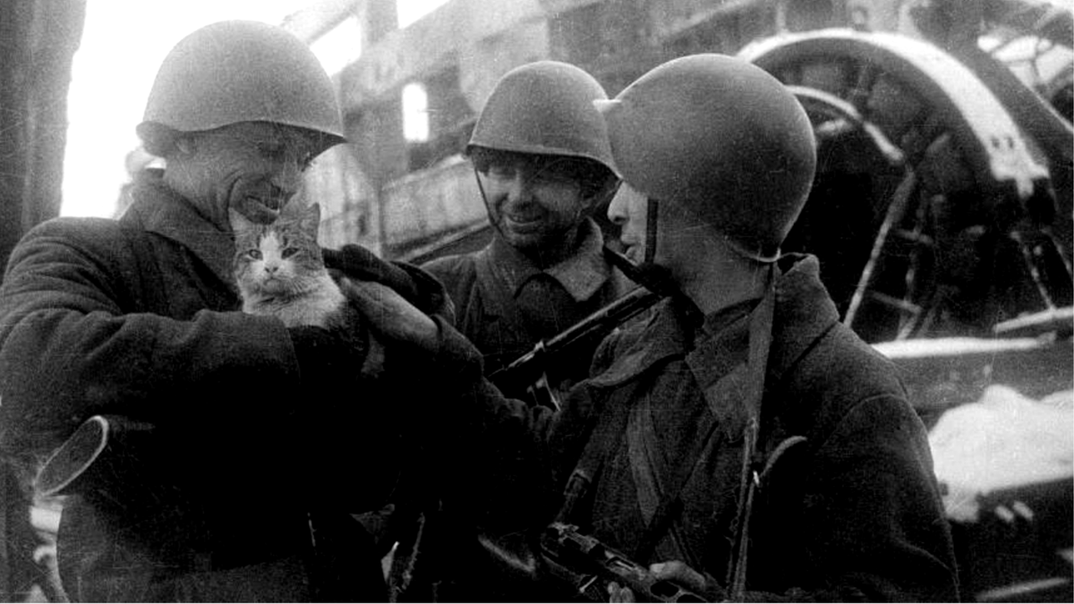Автор фотографии Яков Рюмкин. Об этом фото он рассказал, что когда солдаты увидели кошку на разбомбленных улицах Сталинграда, она стала для них символом жизни, такая теплая, мягкая, живая. Всем очень хотелось ее погладить и забрать именно в своё подразделение. В итоге, кошка досталась бойцам полка Долгова.