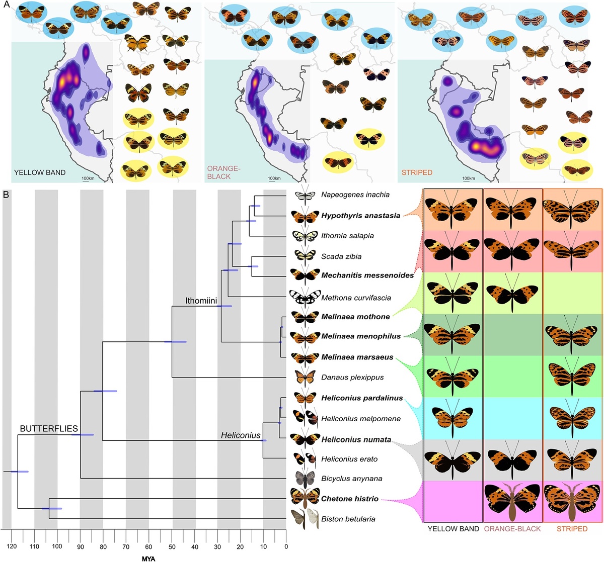   Филогенетические связи и миметические фенотипы.https://journals.plos.org/plosbiology/article?id=10.1371/journal.pbio.3003742
