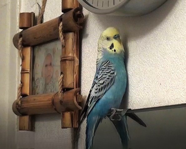Очень самостоятельный и очень любопытный
