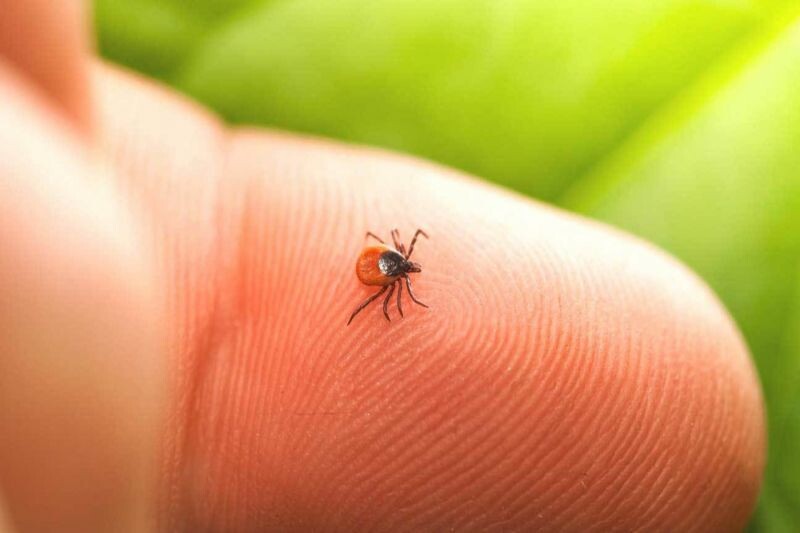 Болезнь Лайма, или клещевой боррелиоз (Lyme Disease)