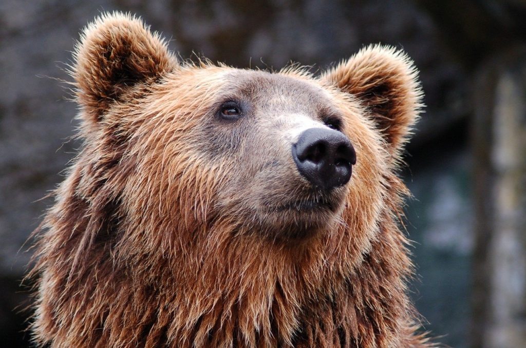    Фото: pixabay.com