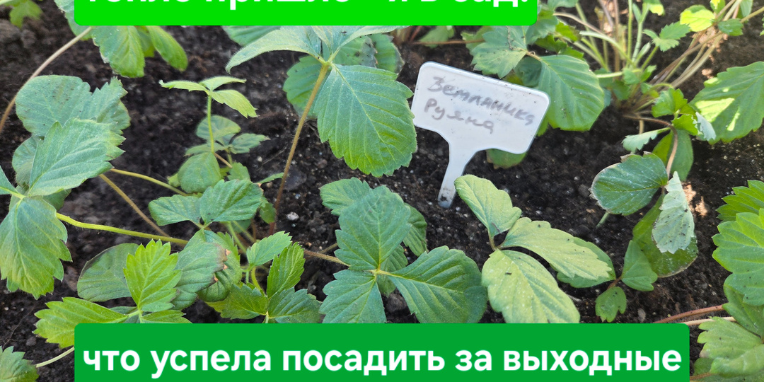 Тепло пришло — я в сад! Показываю, что успела посадить в эти солнечные выходные