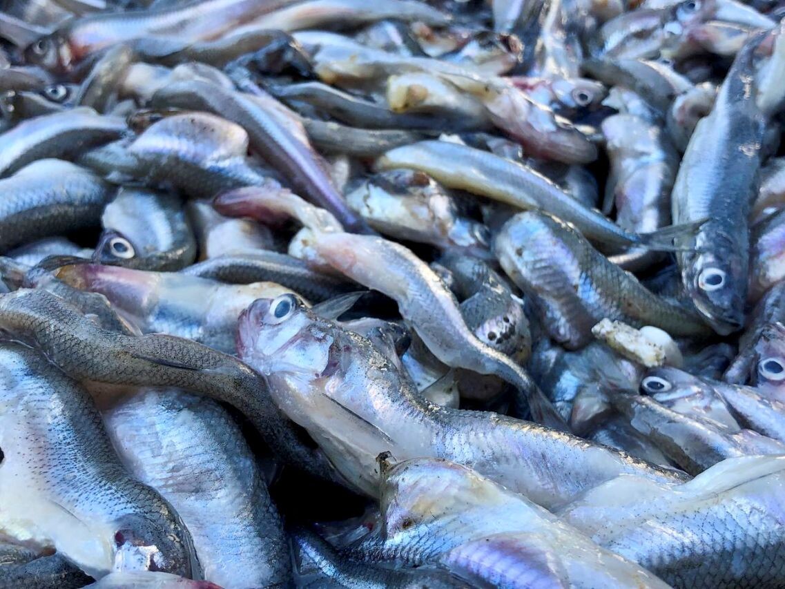 В среднем стоимость экспортируемой продукции составила более 3 тысяч долларов за тонну.  Фото: ФедералПресс / Кирилл Конторщиков