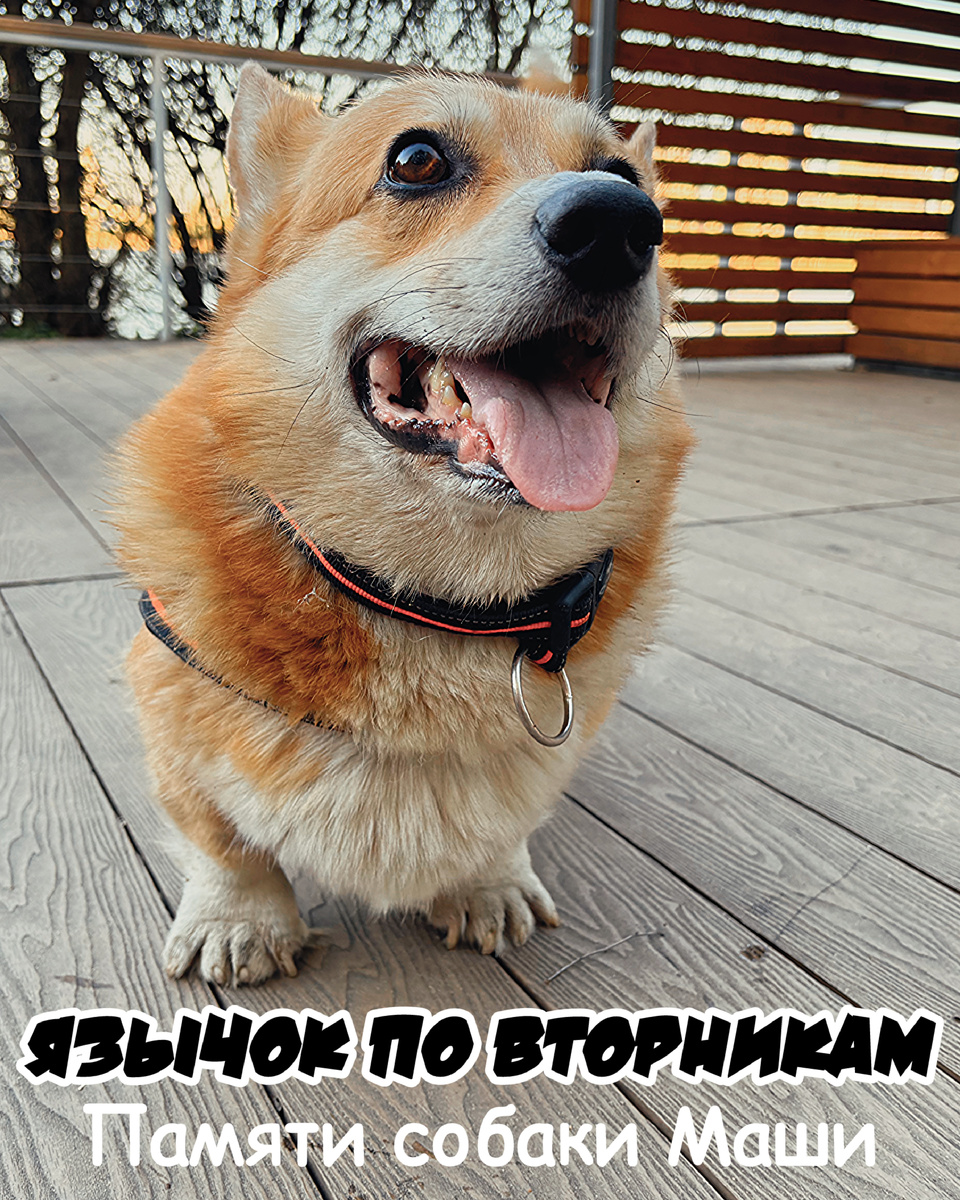 Акция «Язычок по вторникам»