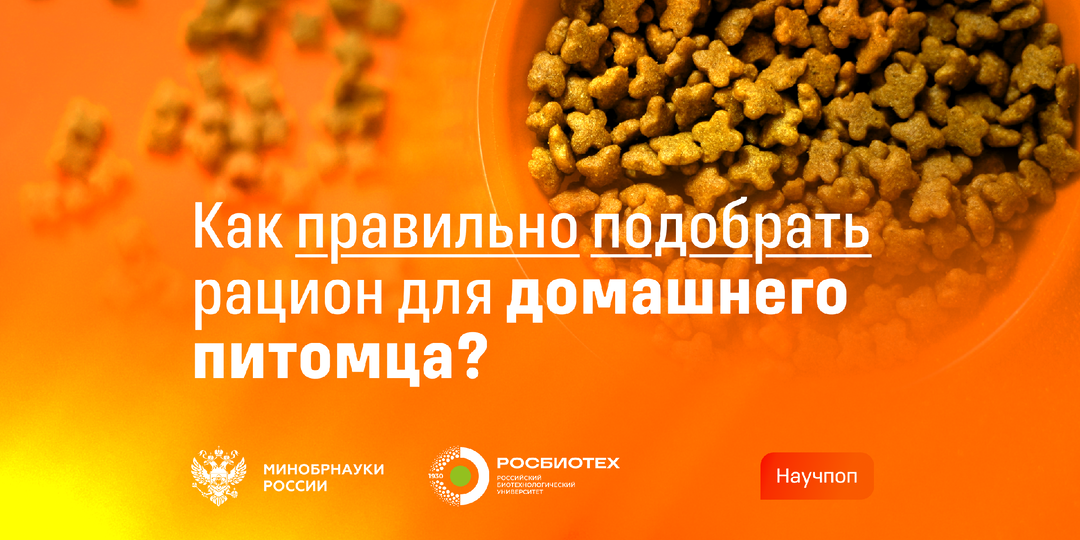 Как правильно подобрать рацион для домашнего питомца?