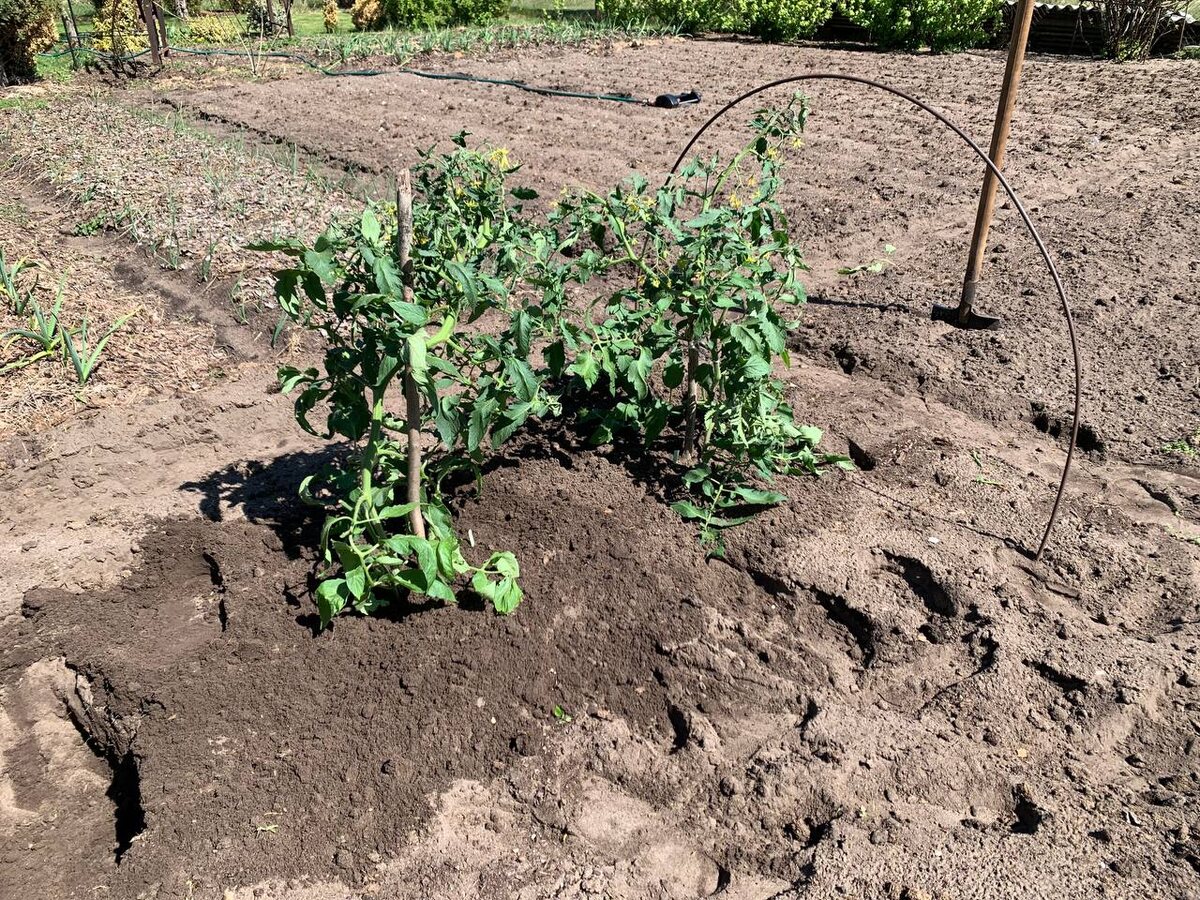 3-месячная рассада томатов. Фото автора