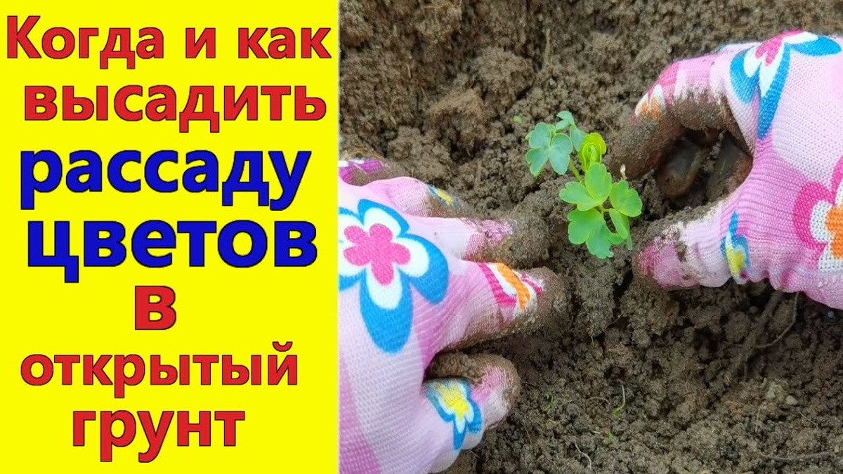 Когда высаживать рассаду цветов в открытый грунт