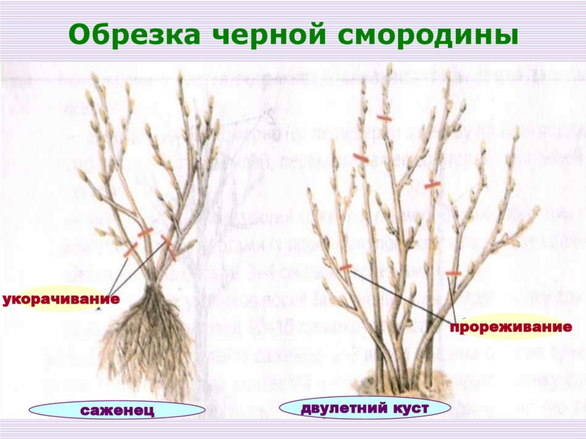 Обрезка черной смородины: секрет долголетия и урожайности