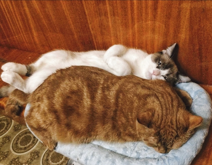 Валера и Марсик в редкие минуты мирного сосуществования 😸