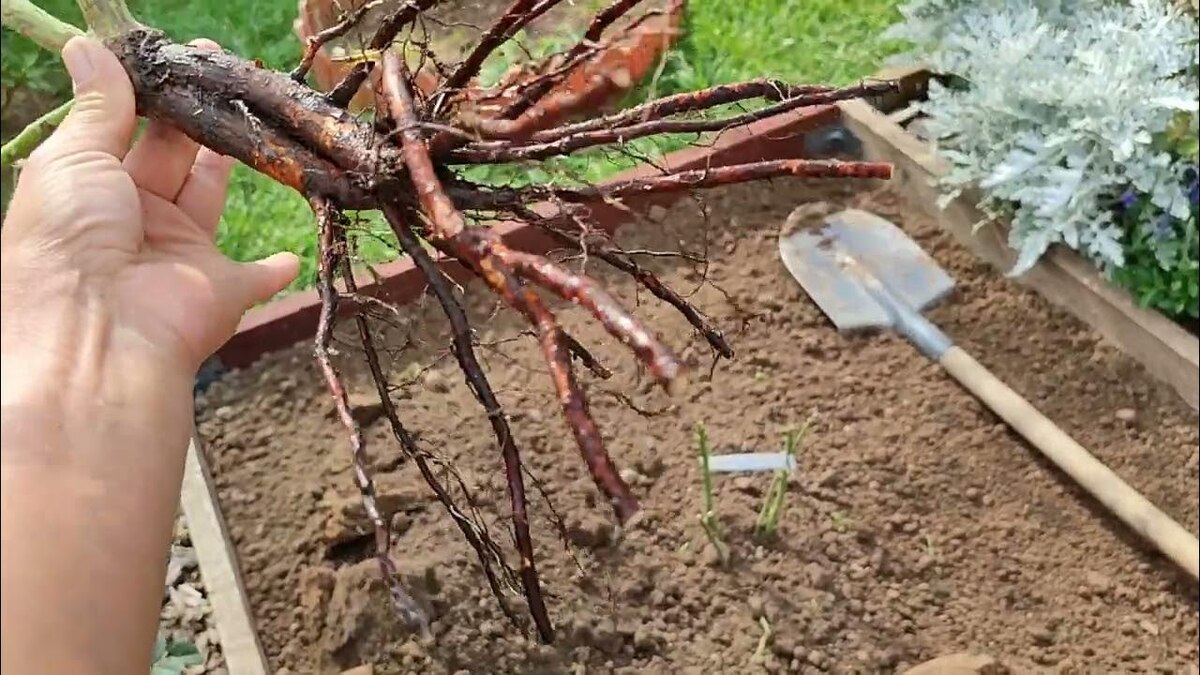 Нужно ли обрезать корни саженцев при посадке?