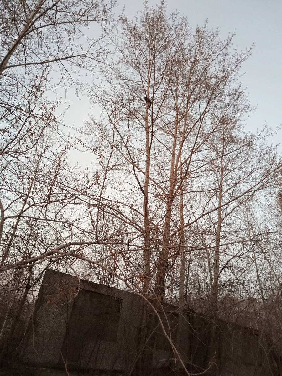 Фото: «ЗооСпас в Екатеринбурге»