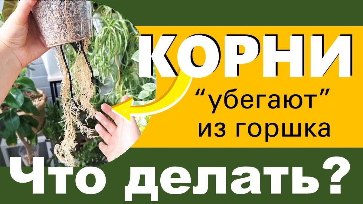 Что делать, если корни проросли через дренажные отверстия?