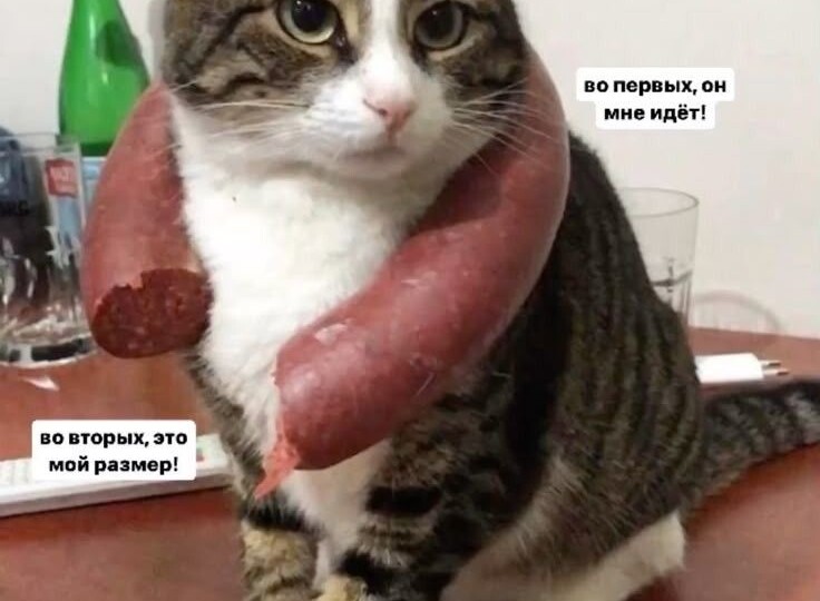 Котомемы для хорошего настроения