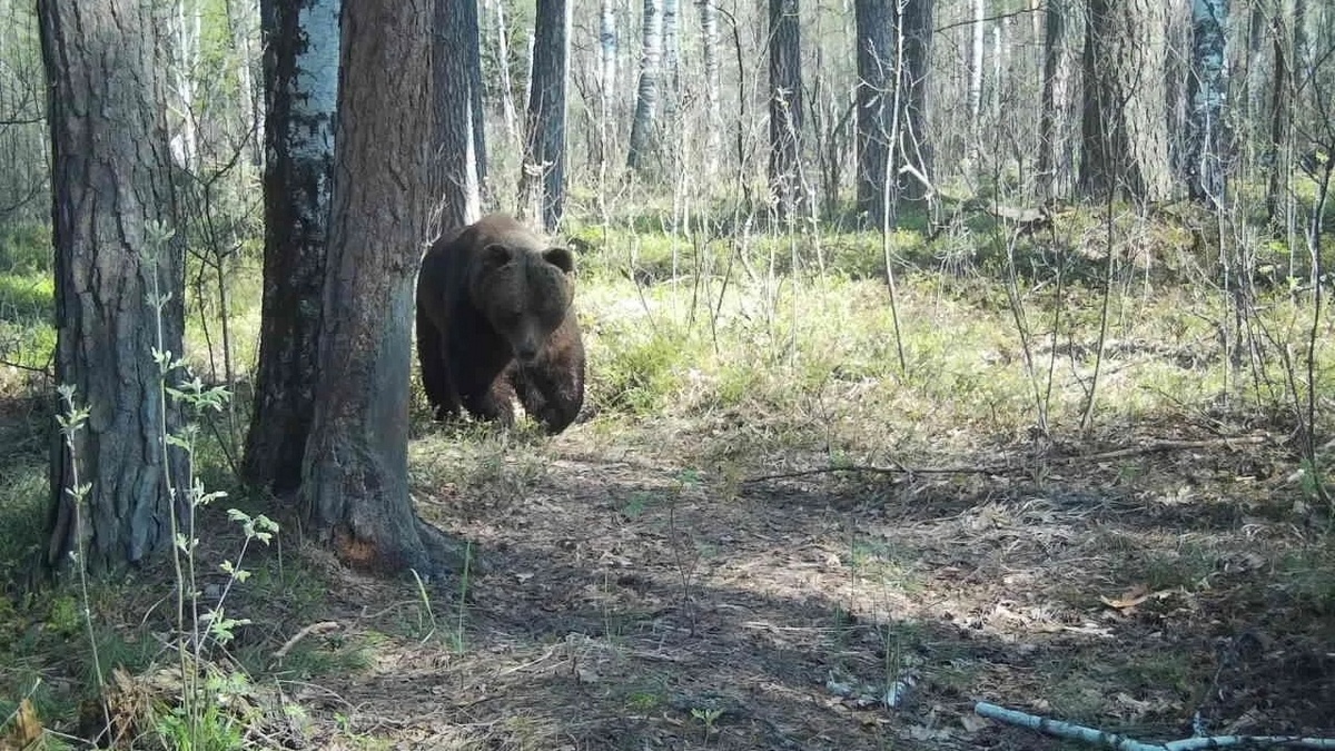 Фото: Окский заповедник