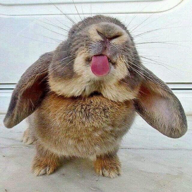 - Бе-бе-бе!