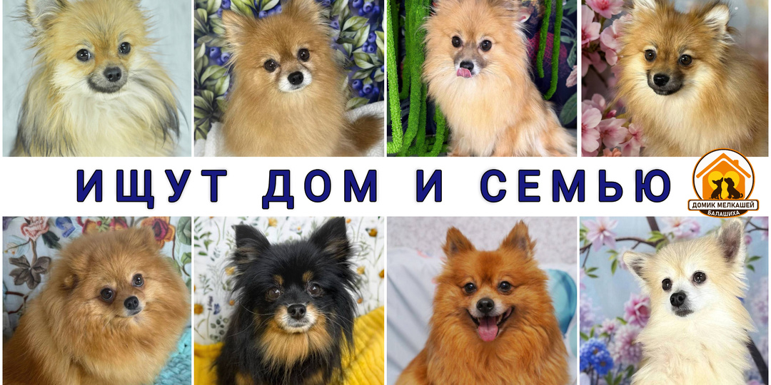 Звёздный шпицепад 😱 Маленькие собачки из Домика Мелкашей ИЩУТ ДОМ! Приезжайте в Балашиху в Домик за собакой ♥️