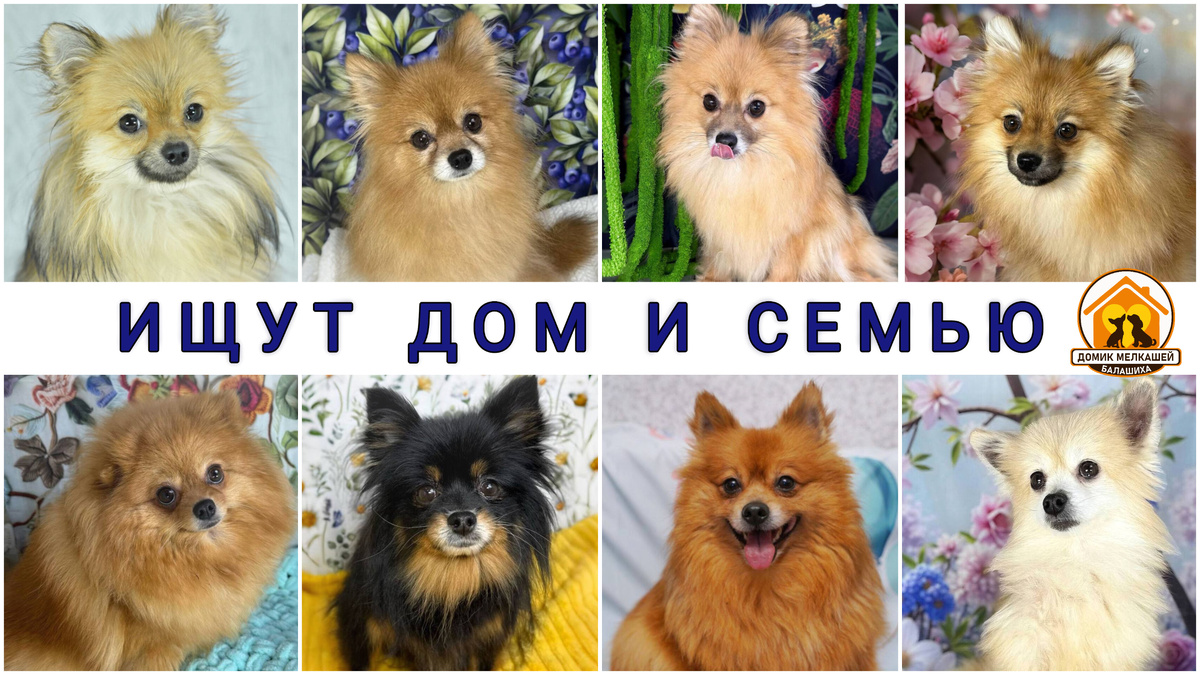 Маленькие собачки ищут дом и хозяина в Москве и МО. Домик Мелкашей Балашиха