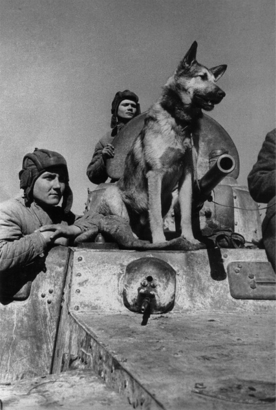 https://ru.wikipedia.org/wiki/Джульбарс_(собака)#/media/Файл:Джульбарс.jpeg