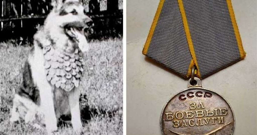 Джульбарс - пес, которого на Параде Победы 24 июня 1945 года несли на руках