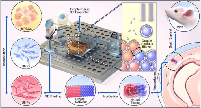 
Напечатанные ткани коры мозга культивировали in vitro для функциональных исследований и имплантировали в мозг мыши для изучения восстановления. Изображение: Zhou et al., Advanced Materials, 2020/University of Oxford.