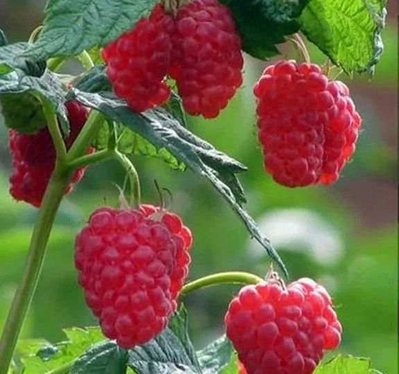 Малина - выращивание, уход и лучшие сорта