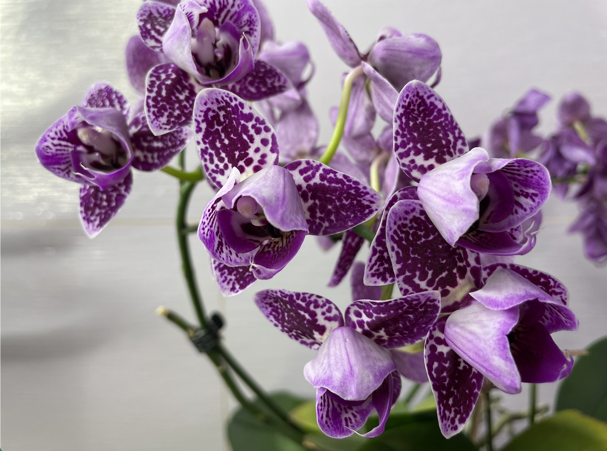 Орхидея фаленопсис Монтеррей / Phalaenopsis Monterrey pelor - звезда в моей коллекции. Орхидеи С Еленой Кузнецовой