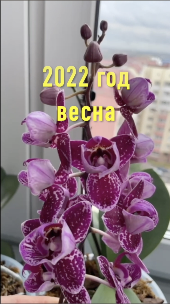 Бесконечно цветущая -  орхидея фаленопсис Монтеррей / Phalaenopsis Monterrey pelor. Орхидеи С Еленой Кузнецовой