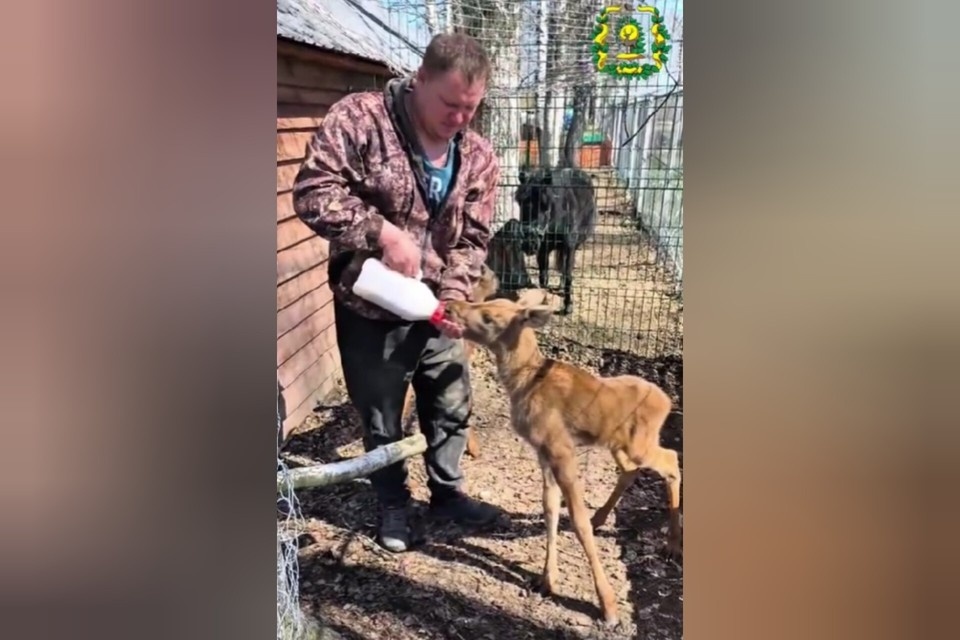    В Нижегородской области спасли лосят, отбитых от матери дикими собаками. Фото: Минлесхоз Нижегородской области