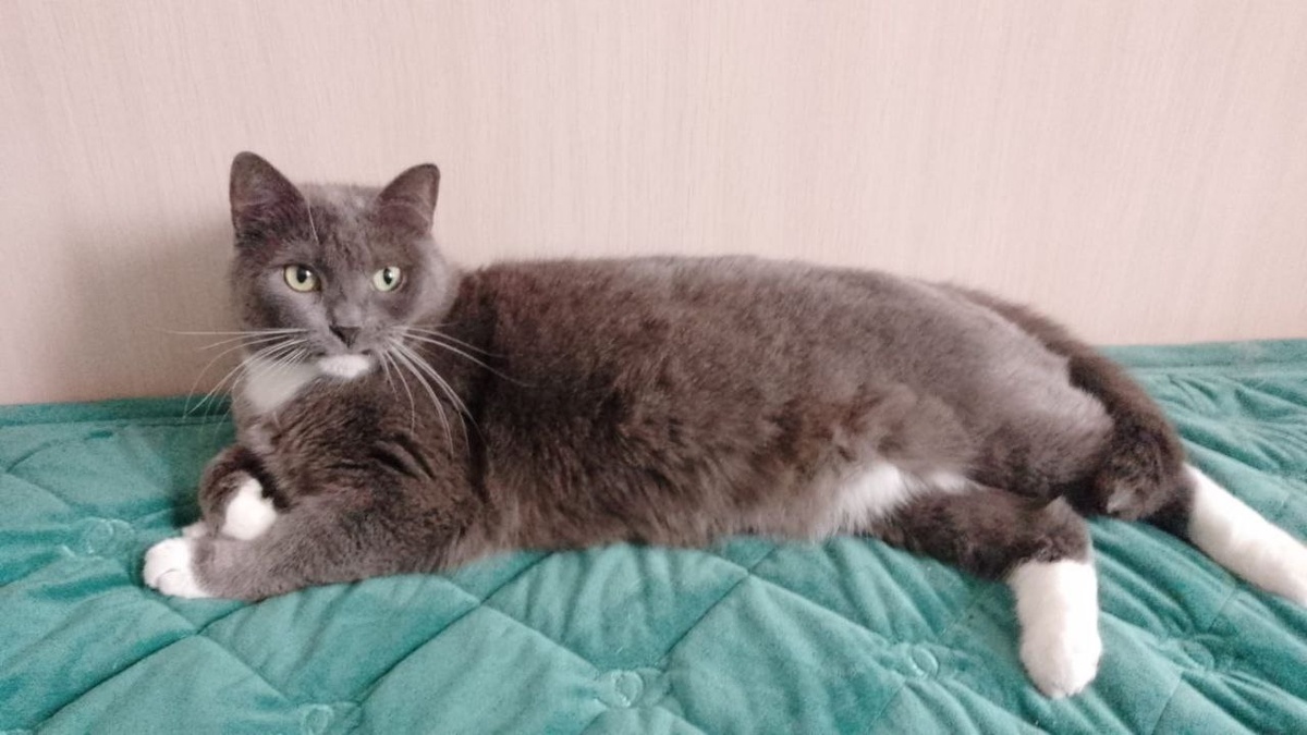 Машка — кошка из Балашихи, которая ищет дом
