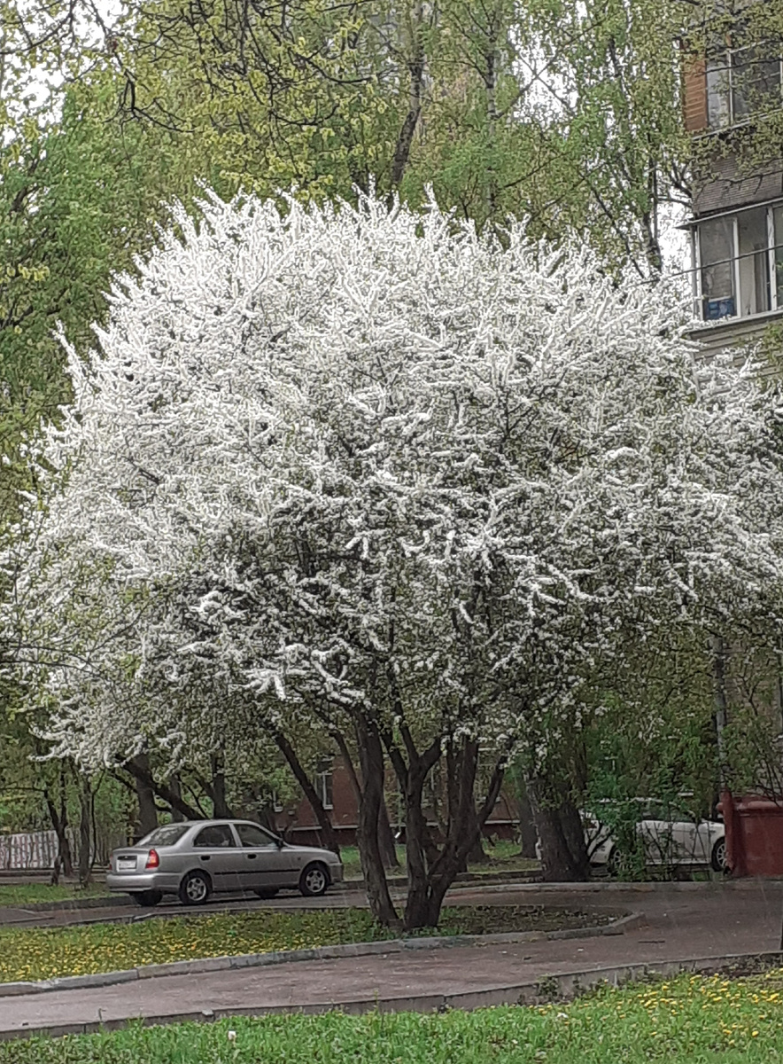 Фотография автора, просто для настроения. Это в нашем районе зацвела черёмуха