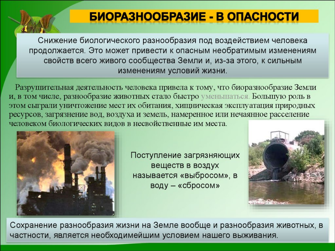 Почему вымирание видов животных касается каждого