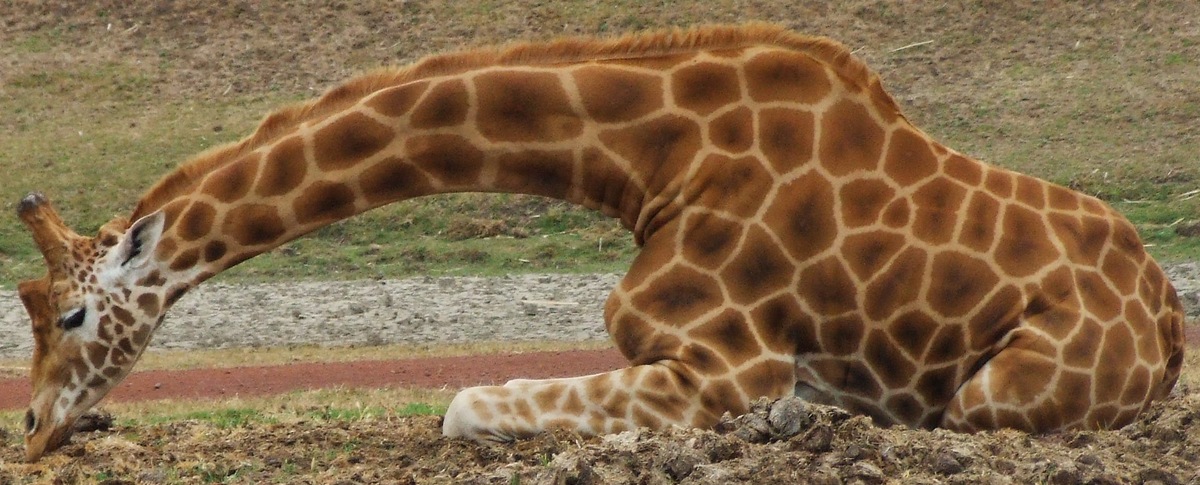 Источник: commons.wikimedia.org