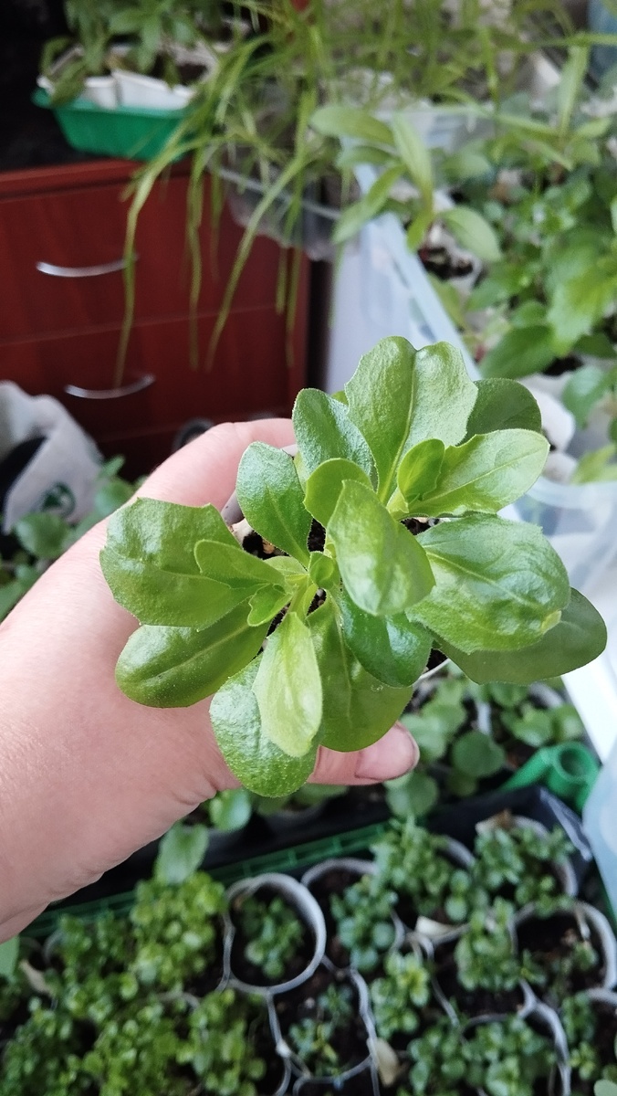 Хороший кустик из профсемян