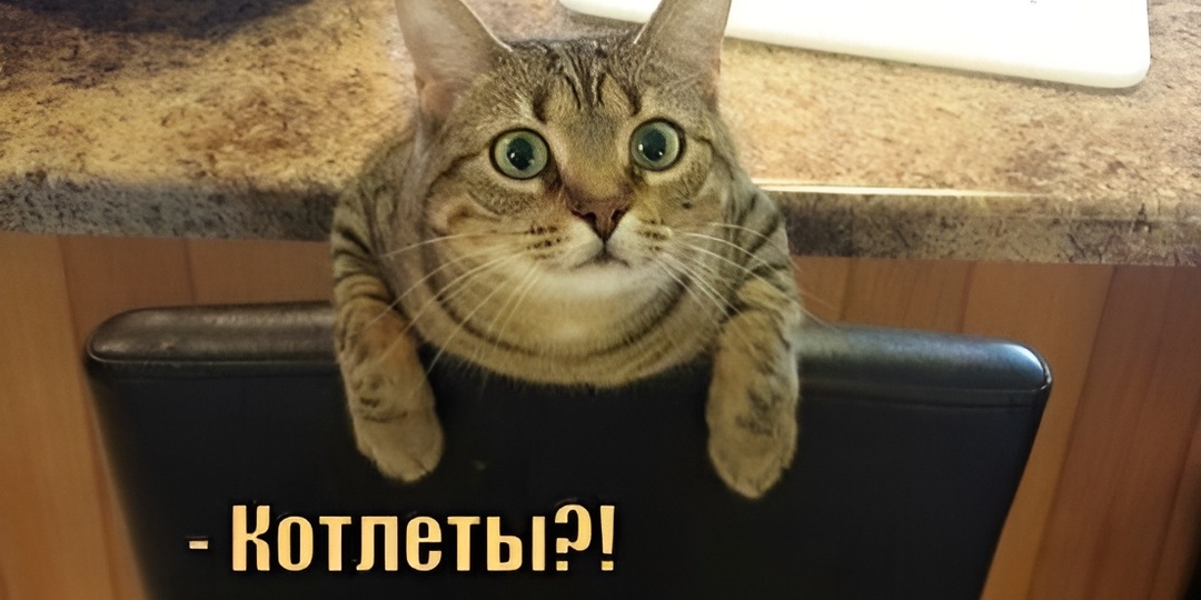 Мемы с котиками для отличного настроения: 15 смешных фото про кошачьи приключения и радости