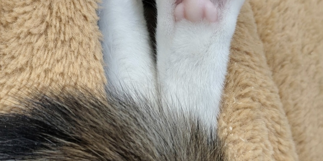 Добрых снов от котов 🐈 🐈‍⬛ 🌚 🌛