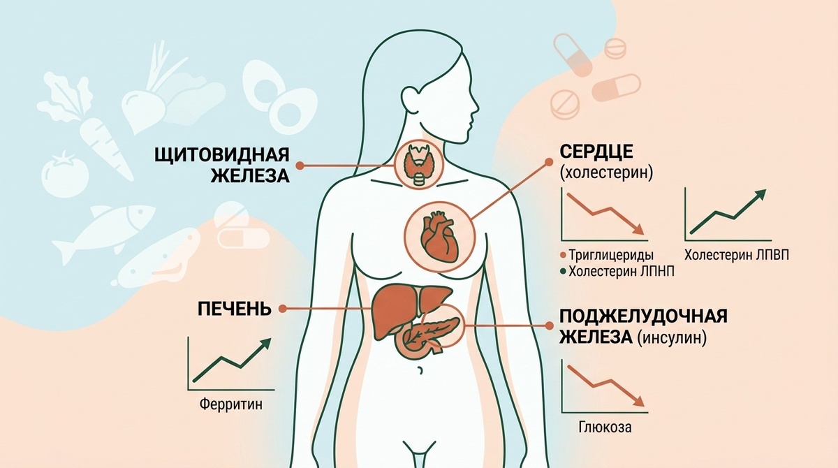 Эффект заметен уже через 6–8 недель при соблюдении принципов нутриентной плотности и регулярности питания.