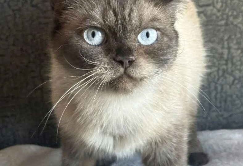 Кошечка, которую, несмотря на породистый окрас, никто не замечает