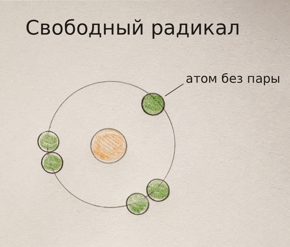 Свободный радикал - нестабильная молекула без парного электрона.