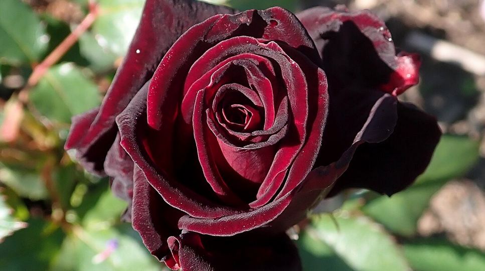 Роза Black Baccara: таинственная красота, близкая к чёрному