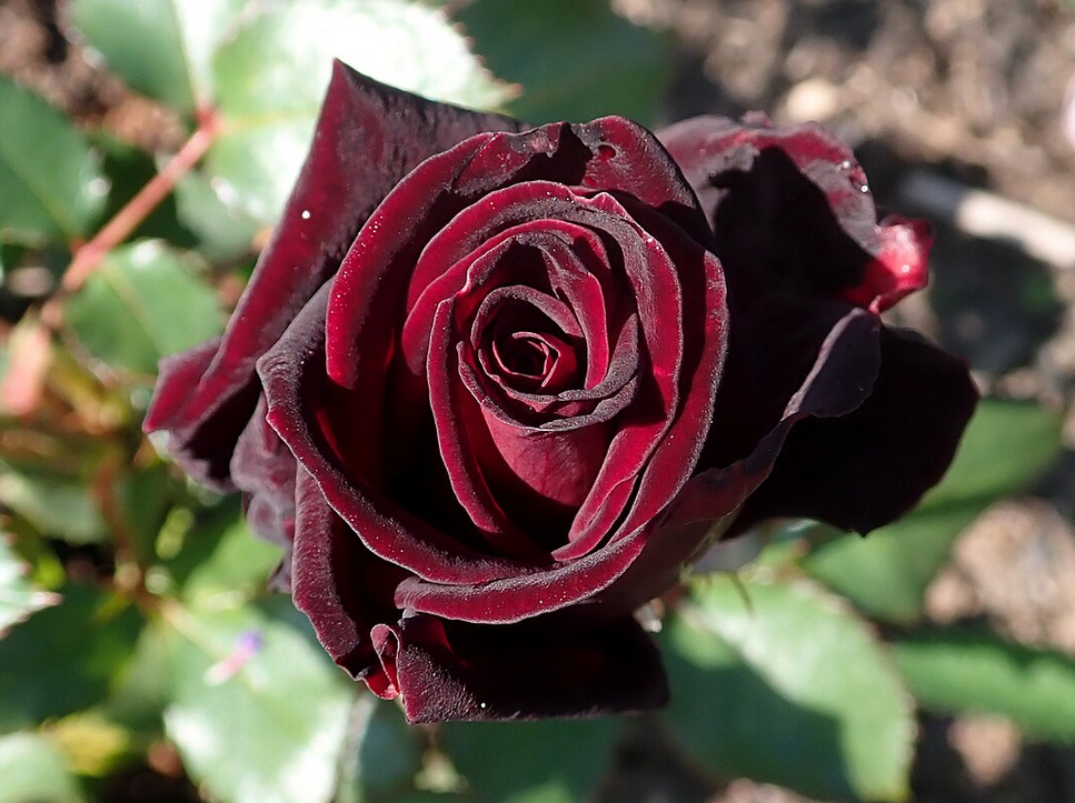 Роза Black Baccara: таинственная красота, близкая к чёрному