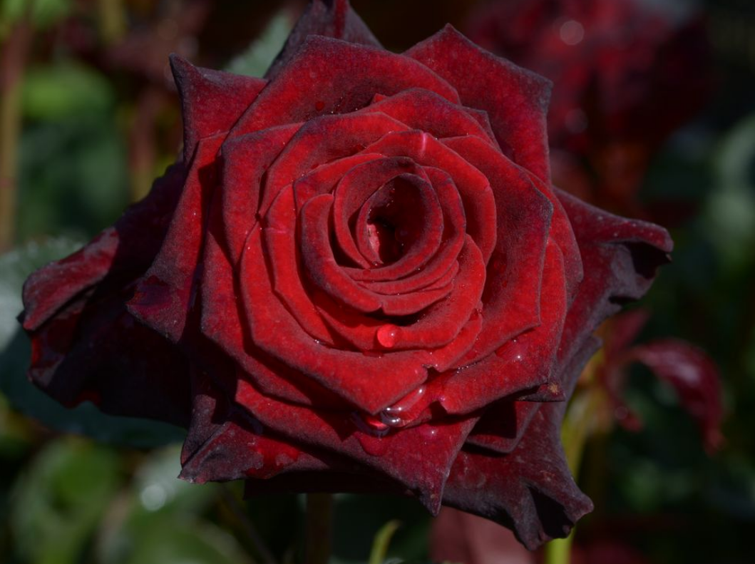 Роза Black Baccara — это не просто цветок, а настоящее украшение сада для тех, кто любит загадочные, драматичные оттенки.