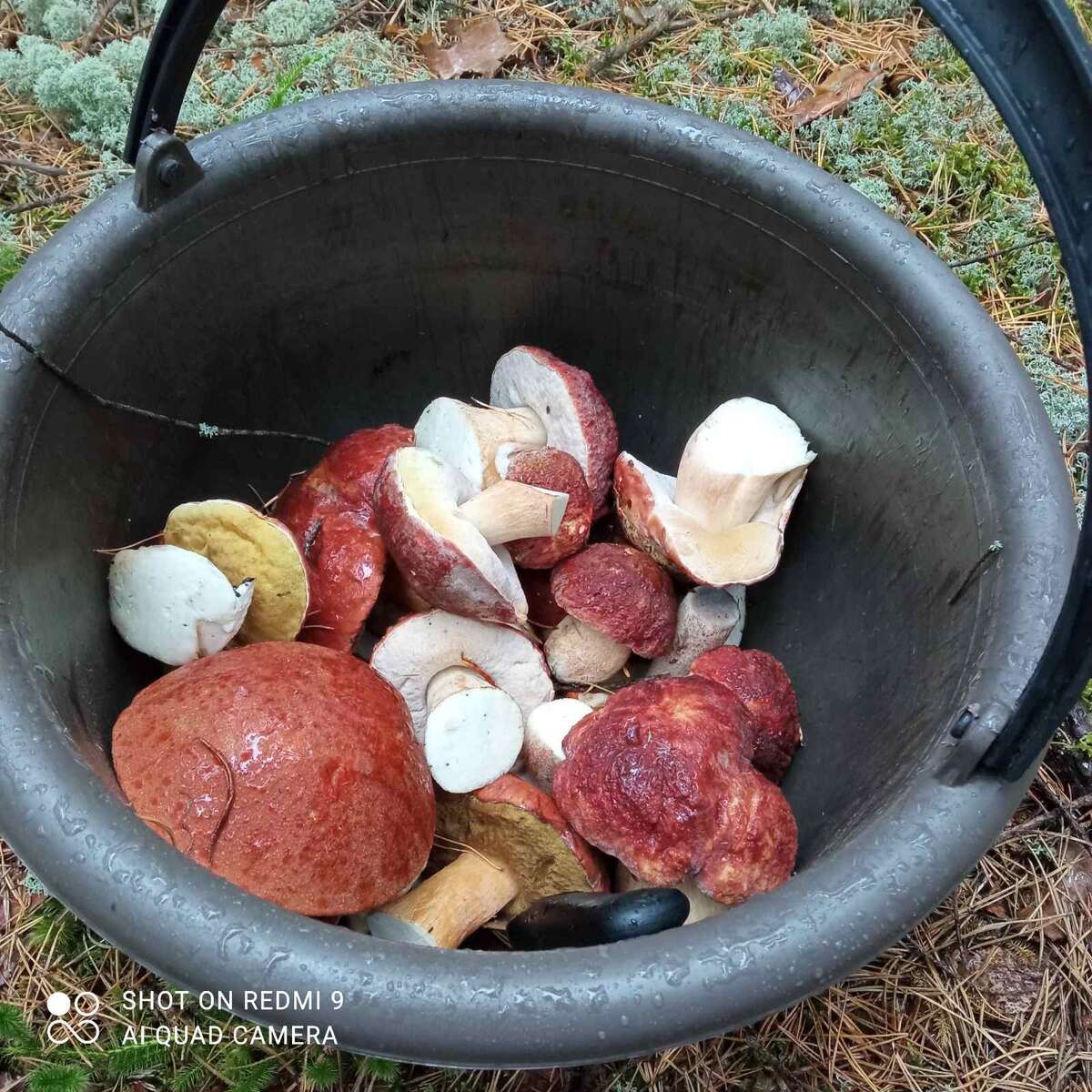 Беленькие,вкусненькие