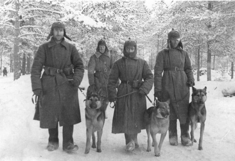 Советские военные собаководы отдельного батальона связи со связными собаками. Фото: waralbum.ru