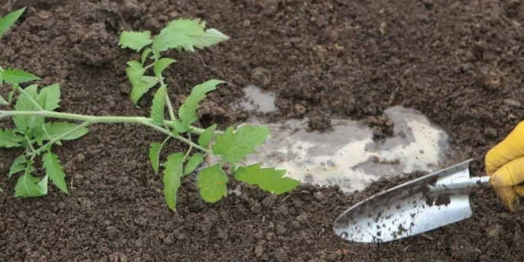🍅🔥 Вот что я творю с ТОМАТАМИ при высадке! Для бабок это "ужасть", а в реальности отсутсвие болезней и БУДУЩИЙ ЗДОРОВЫЙ УРОЖАЙ
