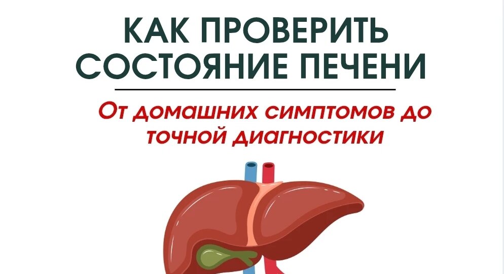 Как проверить состояние печени: от домашних симптомов до точной диагностики